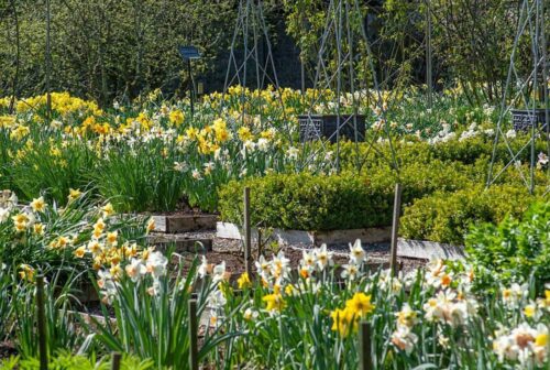 Daffodil