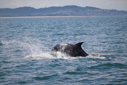 Dophins